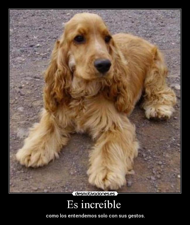 Es increíble  - como los entendemos solo con sus gestos.