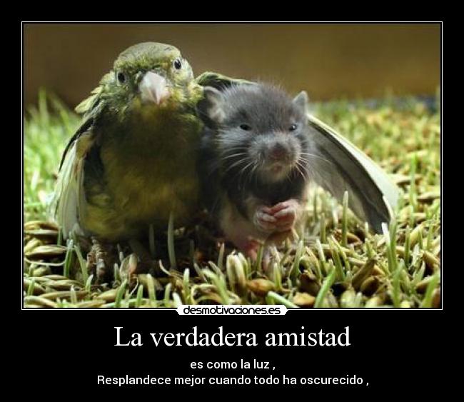 La verdadera amistad - es como la luz ,
Resplandece mejor cuando todo ha oscurecido ,