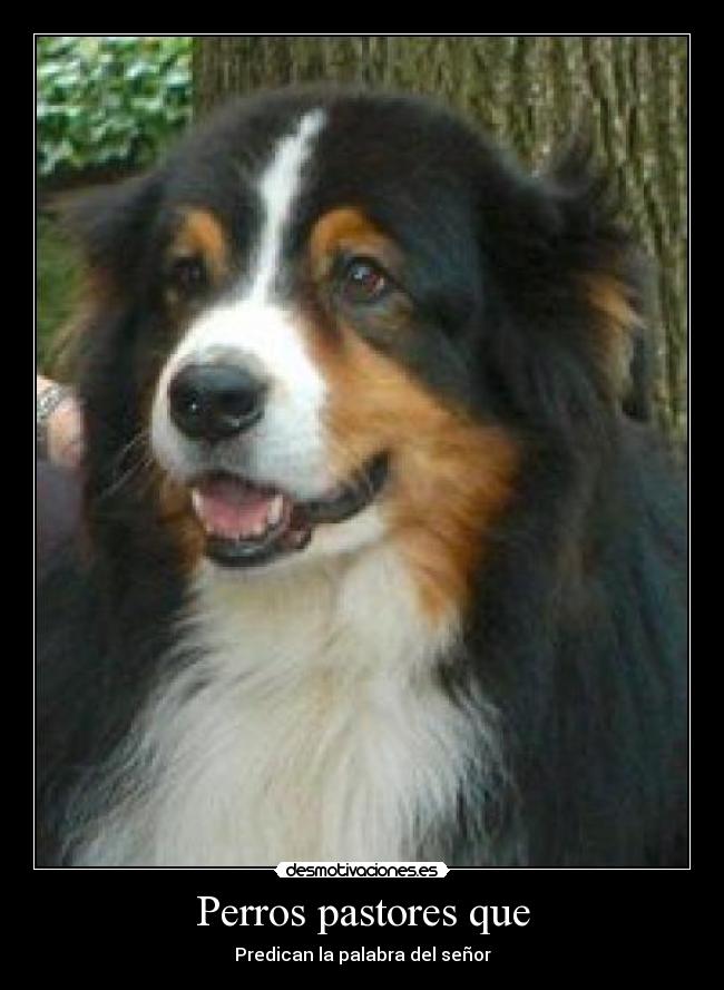 Perros pastores que - Predican la palabra del señor