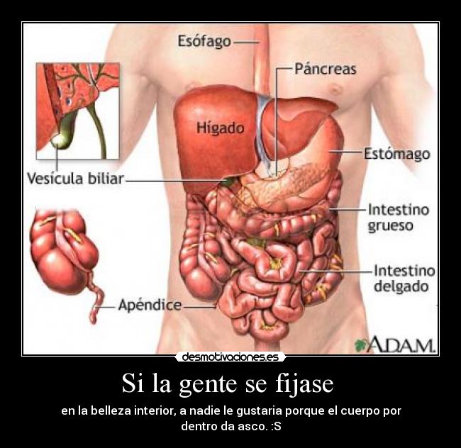 Si la gente se fijase  - en la belleza interior, a nadie le gustaria porque el cuerpo por dentro da asco. :S
