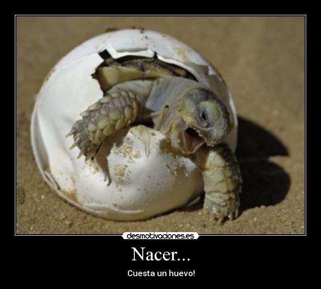 Nacer... - Cuesta un huevo!