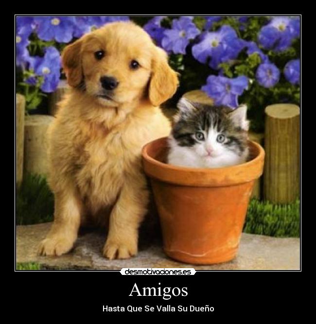 Amigos -