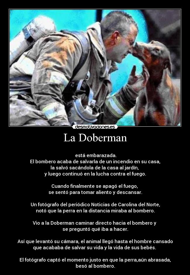 La Doberman -
está embarazada.
El bombero acaba de salvarla de un incendio en su casa,
la salvó sacándola de la casa al jardín,
y luego continuó en la lucha contra el fuego.
Cuando finalmente se apagó el fuego,
se sentó para tomar aliento y descansar.
Un fotógrafo del periódico Noticias de Carolina del Norte,
notó que la perra en la distancia miraba al bombero.
Vio a la Doberman caminar directo hacia el bombero y
se preguntó qué iba a hacer.
Así que levantó su cámara, el animal llegó hasta el hombre cansado
que acababa de salvar su vida y la vida de sus bebés.
El fotógrafo captó el momento justo en que la perra,aún abrasada,
besó al bombero.