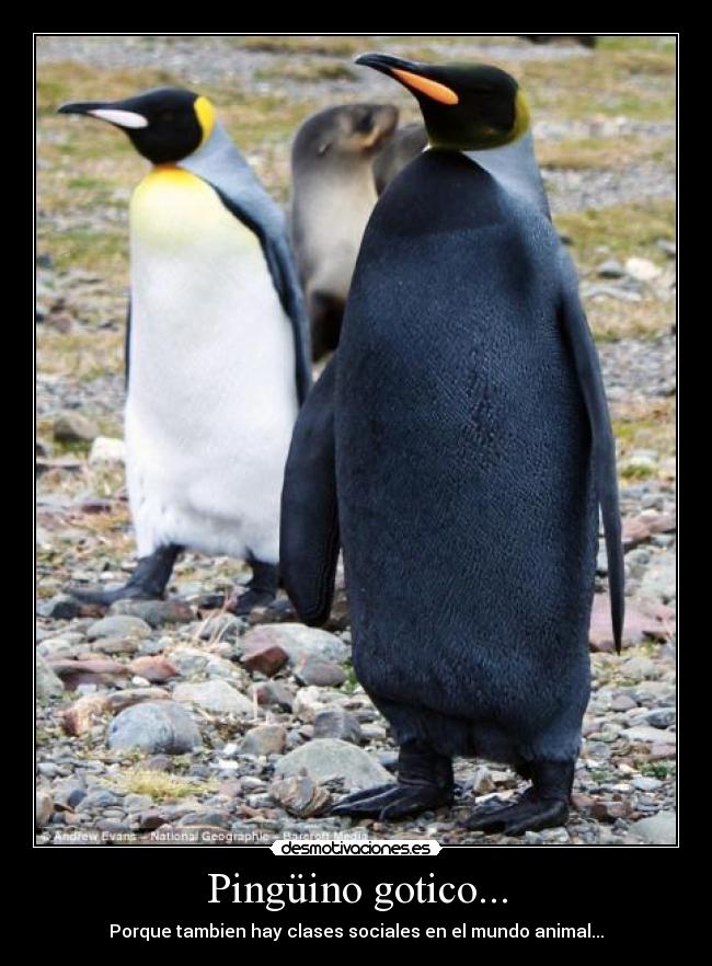 Pingüino gotico... -