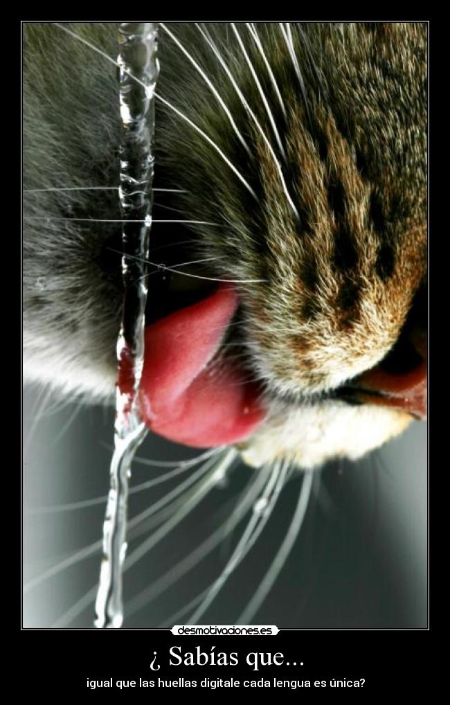 carteles gatoslengua sabias que agua marron desmotivaciones