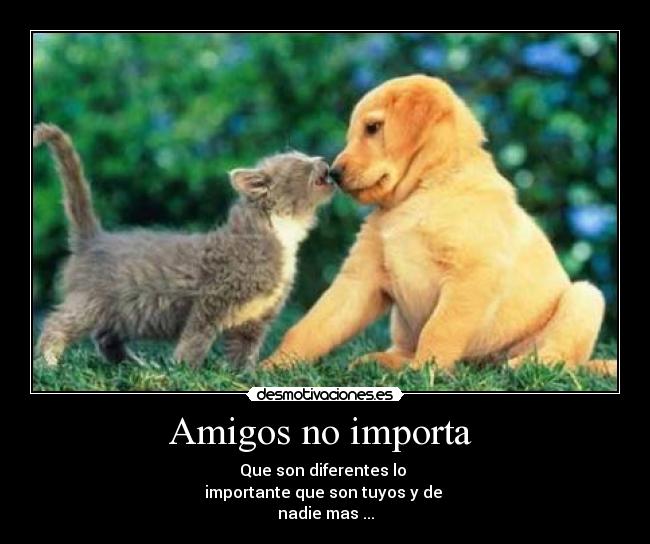 Amigos no importa  - 