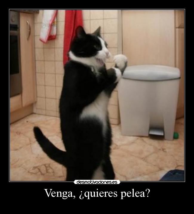 Venga, ¿quieres pelea? - 