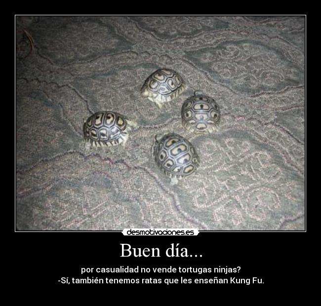 Buen día... - por casualidad no vende tortugas ninjas?
-Sí, también tenemos ratas que les enseñan Kung Fu.
