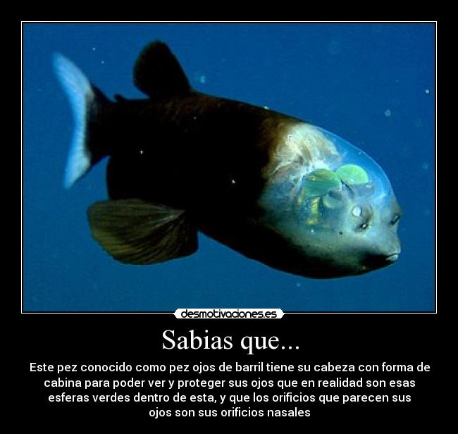 Sabias que... - Este pez conocido como pez ojos de barril tiene su cabeza con forma de
cabina para poder ver y proteger sus ojos que en realidad son esas
esferas verdes dentro de esta, y que los orificios que parecen sus
ojos son sus orificios nasales