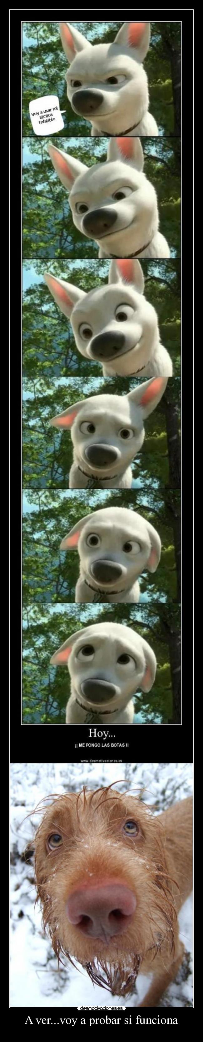 carteles probar desmotivaciones