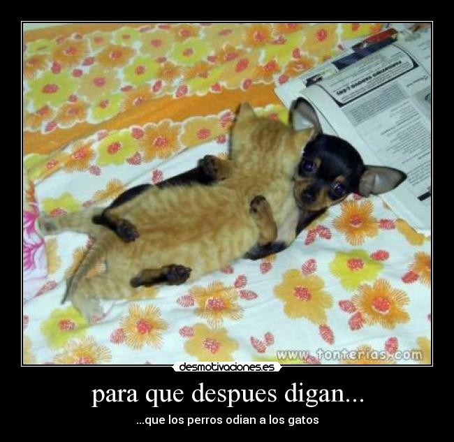 para que despues digan... - ...que los perros odian a los gatos