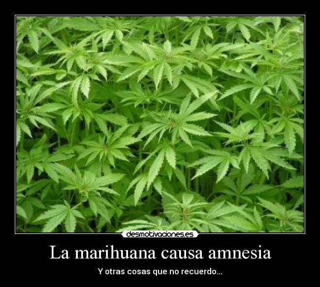 La marihuana causa amnesia - Y otras cosas que no recuerdo...