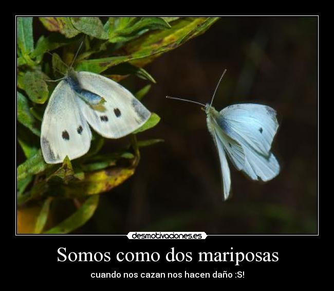 Somos como dos mariposas - 