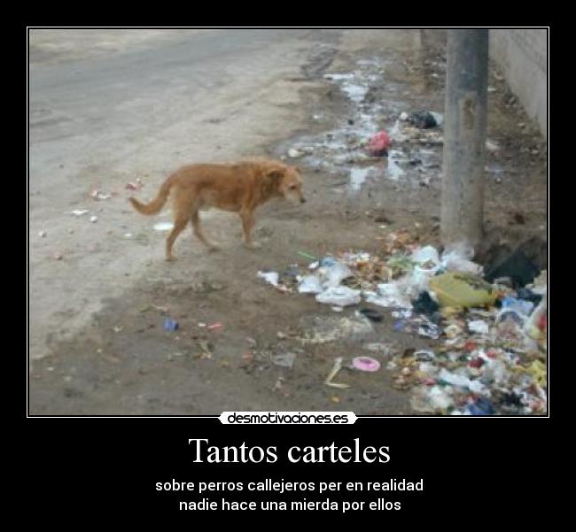 Tantos carteles - sobre perros callejeros per en realidad
nadie hace una mierda por ellos