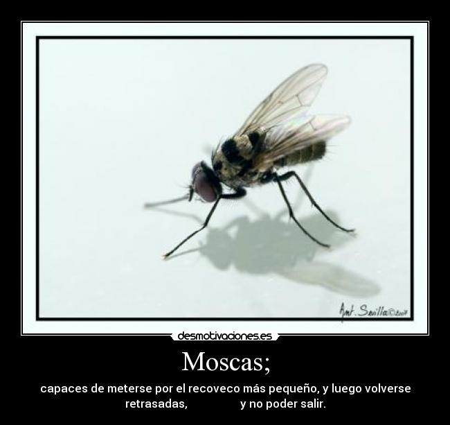 Moscas; - capaces de meterse por el recoveco más pequeño, y luego volverse
retrasadas,                   y no poder salir.