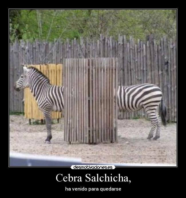 Cebra Salchicha, -