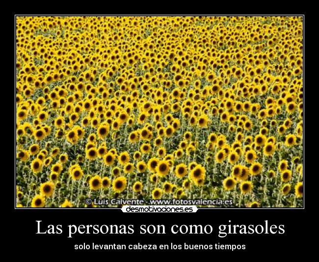 Las personas son como girasoles - 
