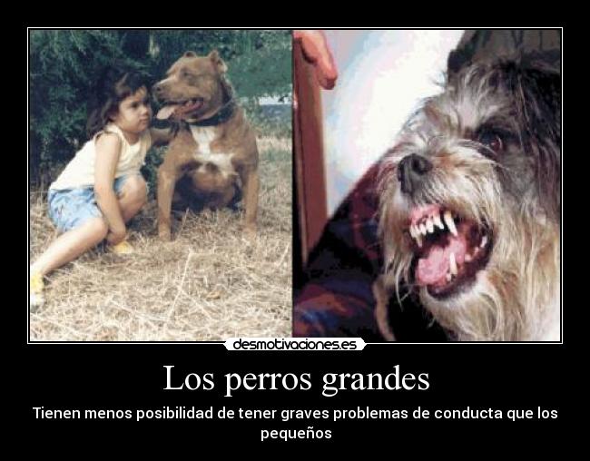 Los perros grandes - Tienen menos posibilidad de tener graves problemas de conducta que los pequeños