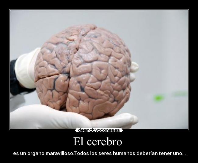 El cerebro - es un organo maravilloso.Todos los seres humanos deberían tener uno...