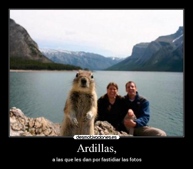 Ardillas, - a las que les dan por fastidiar las fotos