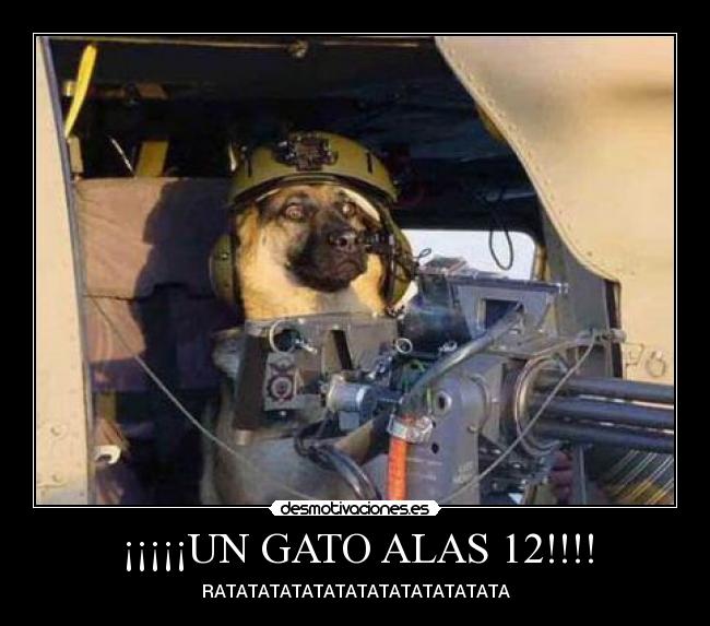 ¡¡¡¡¡UN GATO ALAS 12!!!! -