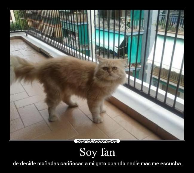 Soy fan - 