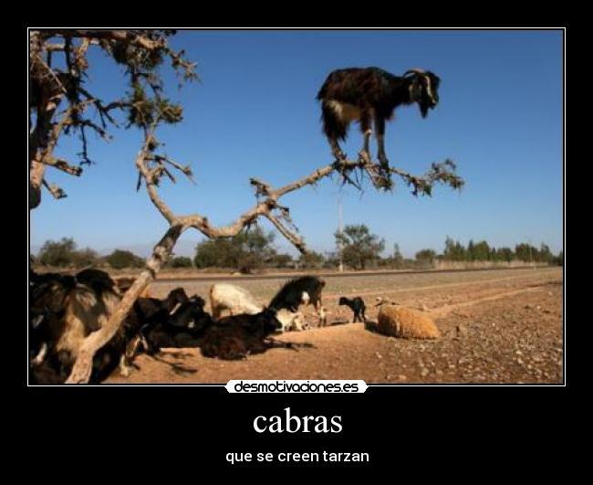 cabras -