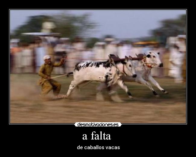a falta  - de caballos vacas