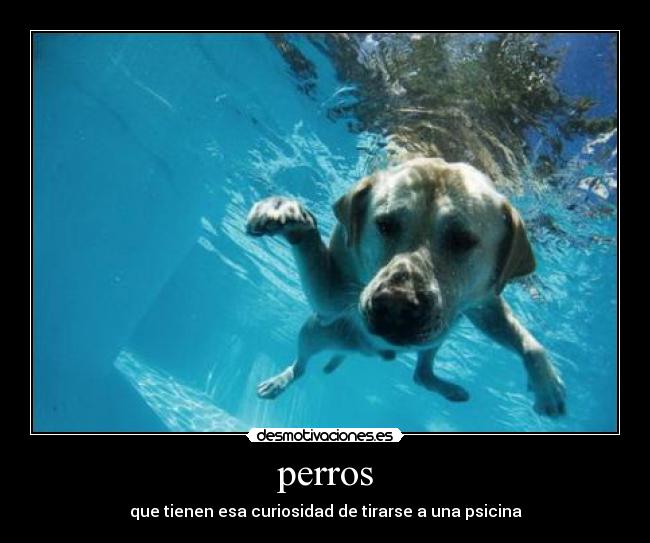 perros - que tienen esa curiosidad de tirarse a una psicina