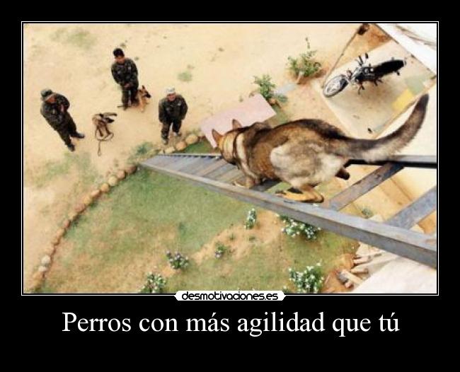 Perros con más agilidad que tú -