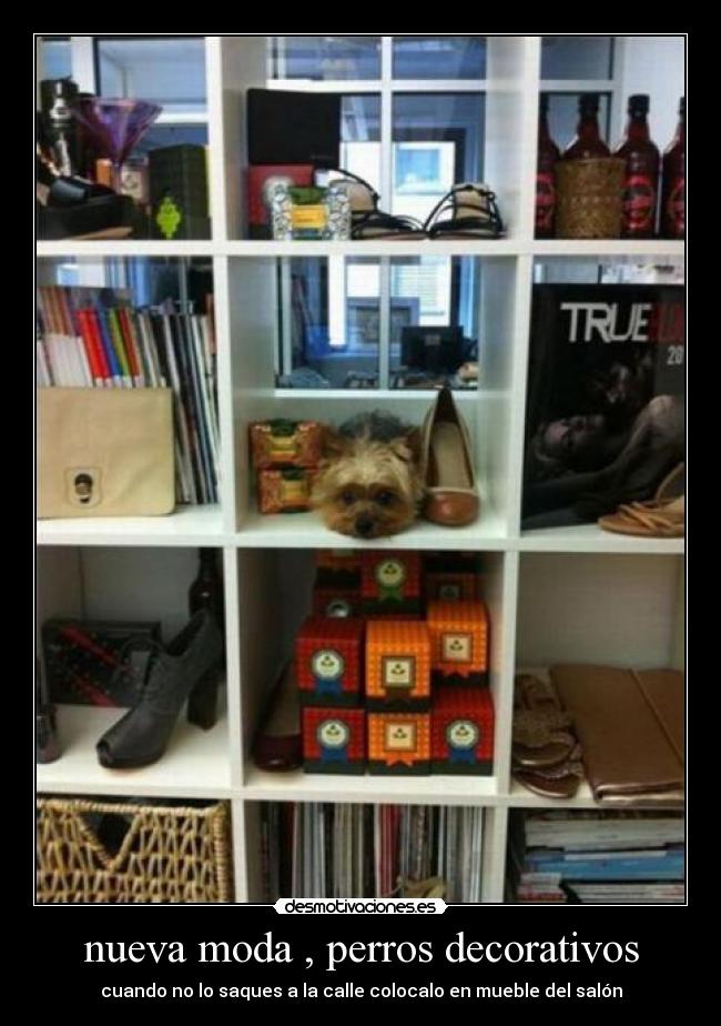 nueva moda , perros decorativos - cuando no lo saques a la calle colocalo en mueble del salón