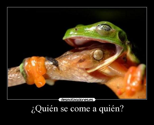 carteles serpiente rana desmotivaciones