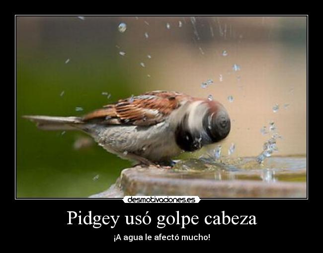 Pidgey usó golpe cabeza - ¡A agua le afectó mucho!