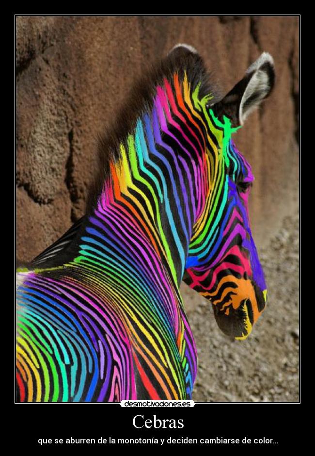 Cebras - que se aburren de la monotonía y deciden cambiarse de color...
