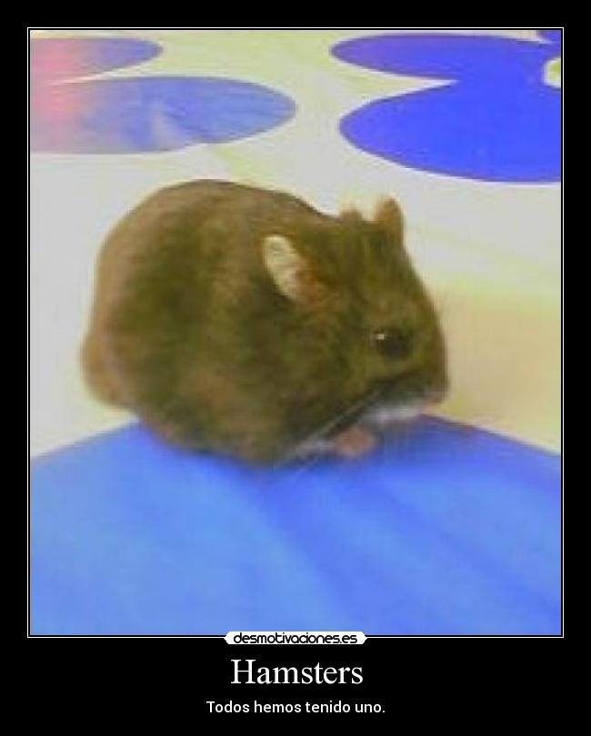 Hamsters - 