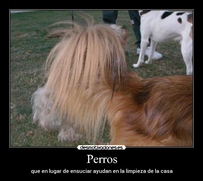 Perros - que en lugar de ensuciar ayudan en la limpieza de la casa