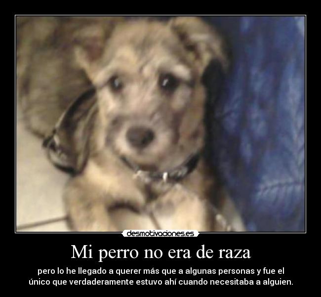 Mi perro no era de raza -