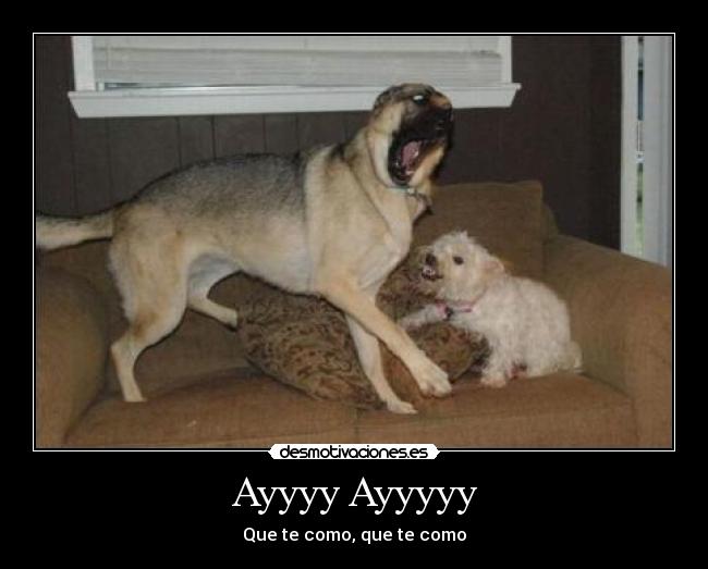 Ayyyy Ayyyyy - Que te como, que te como