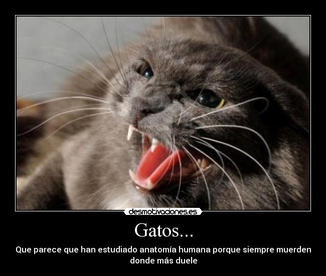 Gatos... - Que parece que han estudiado anatomía humana porque siempre muerden
donde más duele