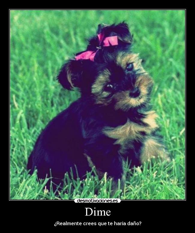 Dime - ¿Realmente crees que te haría daño?