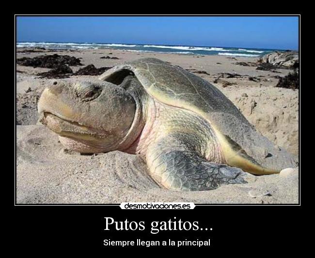 Putos gatitos... - Siempre llegan a la principal 
