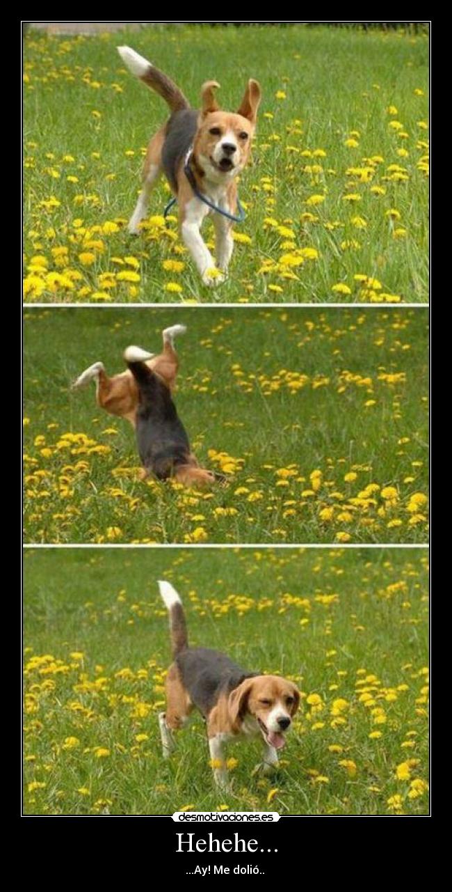 carteles caida perro hahahah heheheh dolio desmotivaciones