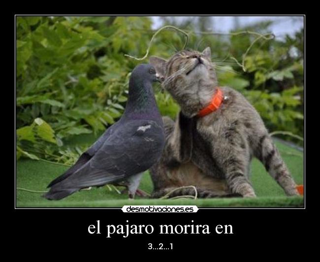 el pajaro morira en - 3...2...1