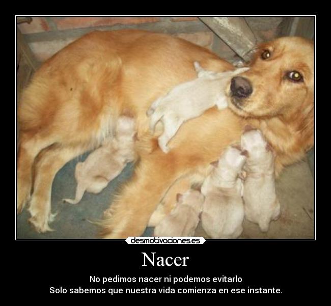 Nacer - No pedimos nacer ni podemos evitarlo
Solo sabemos que nuestra vida comienza en ese instante.