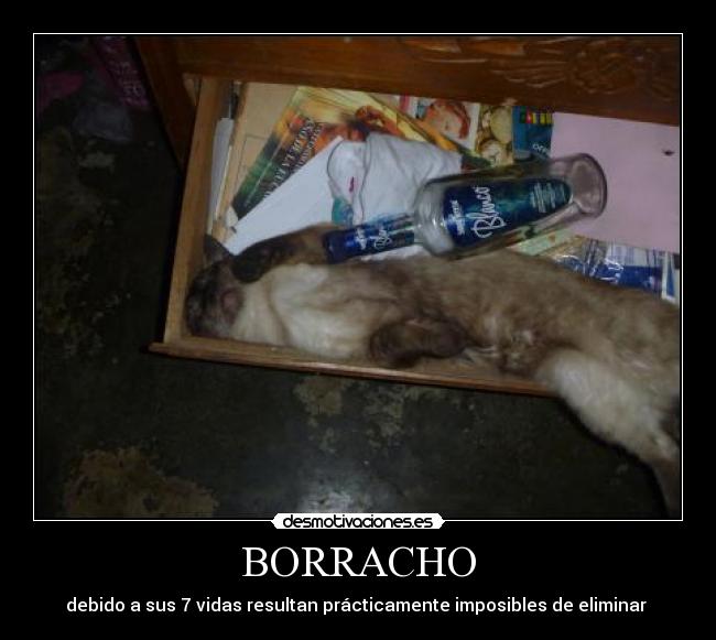 BORRACHO - debido a sus 7 vidas resultan prácticamente imposibles de eliminar