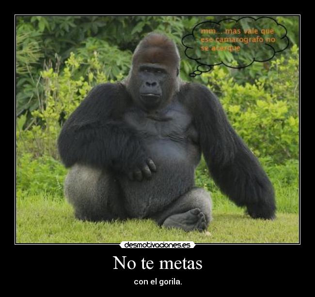 No te metas - con el gorila.