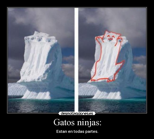 Gatos ninjas: - Estan en todas partes.