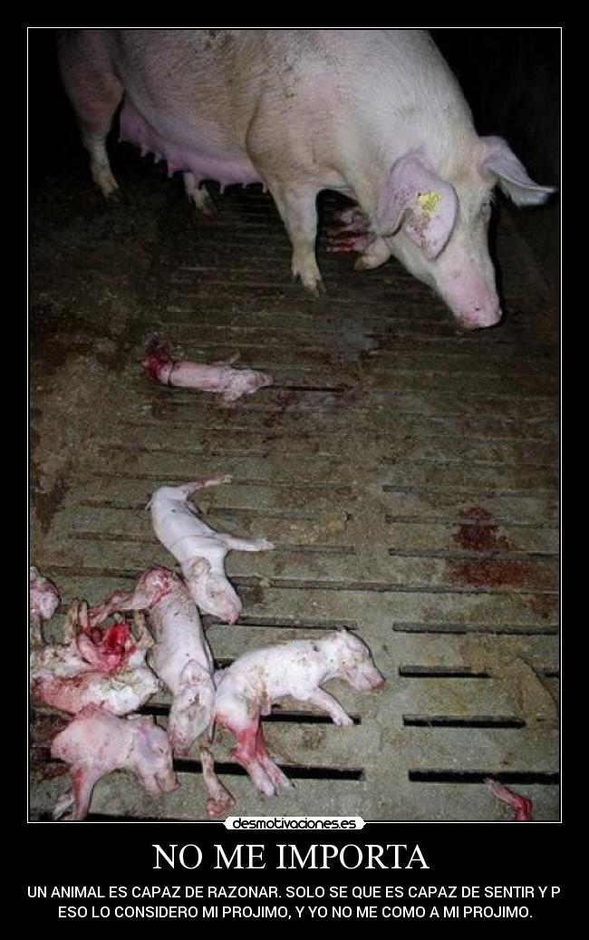 NO ME IMPORTA  - SI UN ANIMAL ES CAPAZ DE RAZONAR. SOLO SE QUE ES CAPAZ DE SENTIR Y POR
ESO LO CONSIDERO MI PROJIMO, Y YO NO ME COMO A MI PROJIMO.