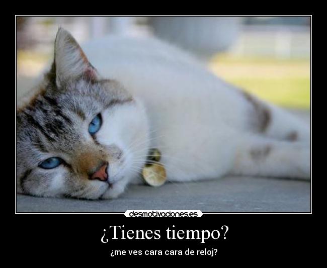 carteles gatos desmotivaciones