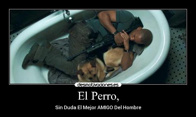 El Perro, - Sin Duda El Mejor AMIGO Del Hombre